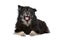 Finnish Lapphund