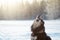 Finnish Lapphund howling, winter landscape in snowfall