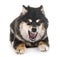 Finnish Lapphund in studio