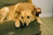 FINNISH SPITZ, ADULT RESTING ON HARMCHAIR WITH SAD FACE