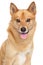 Finnish spitz portrait