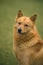 Finnish Spitz, Portrait of Adult