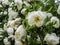 The Finnish White Rose, Midsummer rose, an old heritage cultivar of Finland