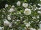 The Finnish White Rose, Midsummer rose, an old heritage cultivar of Finland