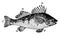 Fins of Common Perch, vintage illustration