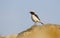 Finsch's wheatear (Oenanthe finschii)