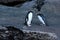 Fiordland Crested Penguin (Eudyptes pachyrhynchus)