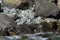 Fiordland Crested Penguins in New Zealand