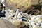 Fiordland Crested Penguins in New Zealand