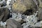 Fiordland Crested Penguins in New Zealand