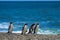 Fiordland crested penguins on a remote beach