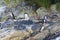 Fiordland penguin Eudyptes pachyrhynchus, Doubtful Sound, Fiordland National Park, South Island, New Zealand