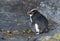 Fiordland Penguin, Eudyptes pachyrynchus