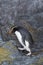 Fiordland Penguin, Eudyptes pachyrynchus