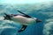 Fiordland penguin swimming underwater at zoo