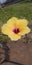 Fiore di Hibiscus giallo e viola scuro