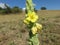 Fiori di montagna