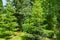 Fir Abies koreana in left and Abies nordmanniana Caucasian or Christmas tree in right in landscaped evergreen garden.