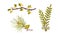 Fir Branch and Berry Twig as Forest Botany Element Vector Set