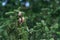 Fir branch, cones, coniferous forest.