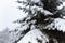 Fir branch heavily covered with fresh snow