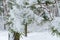 Fir branch heavily covered with fresh snow on forest background