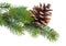 Fir branch with pine cone