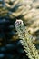 A fir branch with small fir cones covered with white ice crystals of hoar frost is back lit by the morning sun in winter.