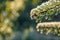 A fir branch with small fir cones covered with white ice crystals of hoar frost is back lit by the morning sun in winter.