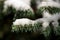 Fir branch in snow