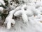 fir branch in the snow covered, outdoor, first snow, closeup