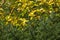 Fir branches on background of autumn yellow foliage of maples