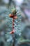 Fir branches close-up. Little trick. Fluffy fir twigs close-up.