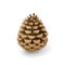 Fir Cone