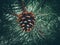 Fir cone on a branch. close up of pine cone in garden. a cone of a Douglas-Fir tree