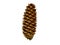 Fir cone in the forest