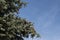 Fir cones on branches in autumn sunlight and blue sky in background