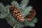 Fir cones and spurce branch on a black background