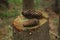 Fir cones on the stump in forest