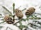 Fir cones on a winter pine tree on a blurred background