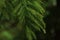 Fir coniferous green spiked blur background