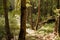 Fir and deciduous forest at the Duruitoarea Waterfall, One Of The Most Visited Locations In Ceahlau National Park, Romania