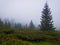 Fir forest on the Carpathian mountain hills in a cold foggy spring morning. Serene scenery landscape