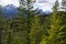 Fir forest, grassland, snow capped mountains. Canadian Rockies, Jasper National Park, Canada.