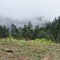 fir forest in mist at Chinese plateau area