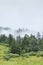 fir forest in mist at Chinese plateau area