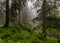 Fir forest near Goverla mountain