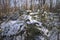 Fir in forest with snow