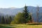 Fir forest on summer mountainside