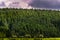 Fir forest in West Pennine Moors